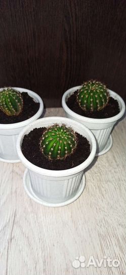 Кактусы и суккуленты