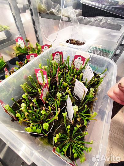 Венерина мухоловка, росянка, непентес, саррацения