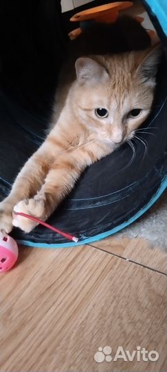 Красавица и умница Златочка, брошенная людьми