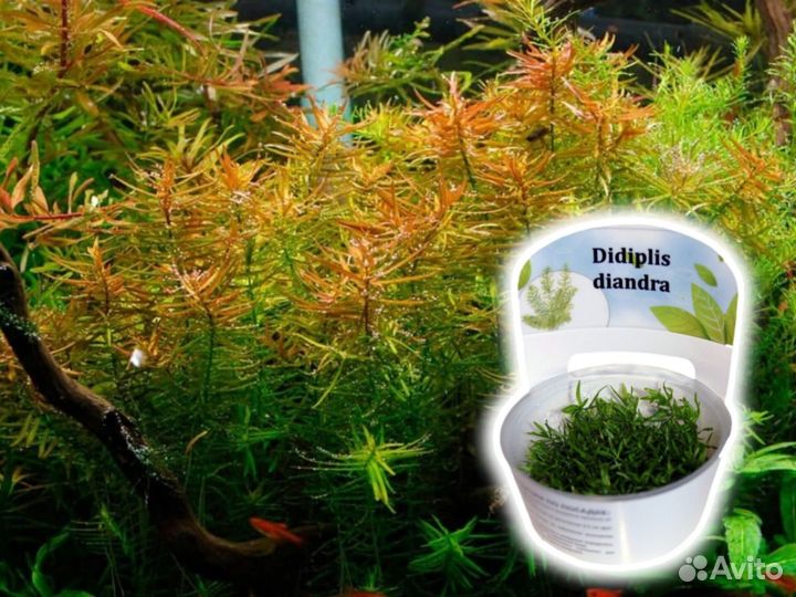 Аквариумные растения – меристема – 70 видов