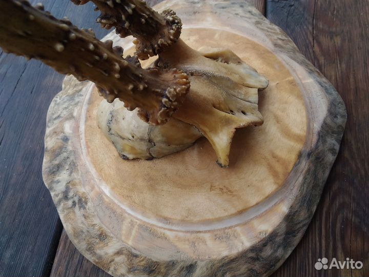 Рога косули