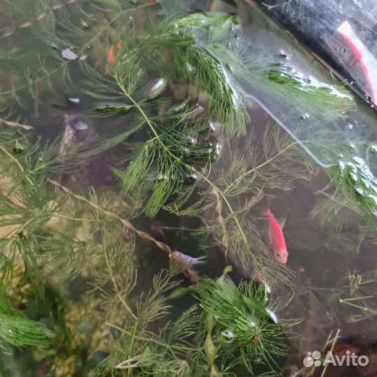 Водоросли для аквариума