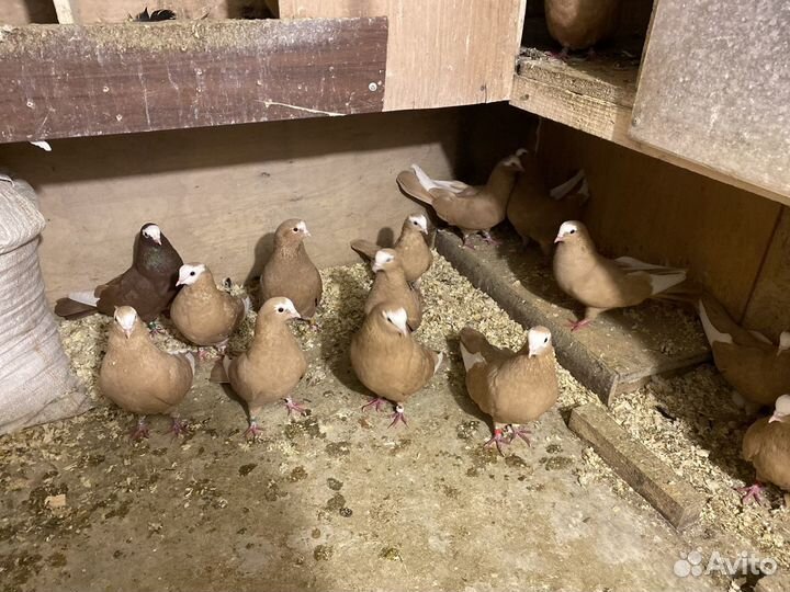 Голуби курские желтые красные черные