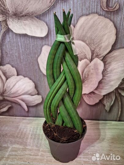 Сансевиерия твистер