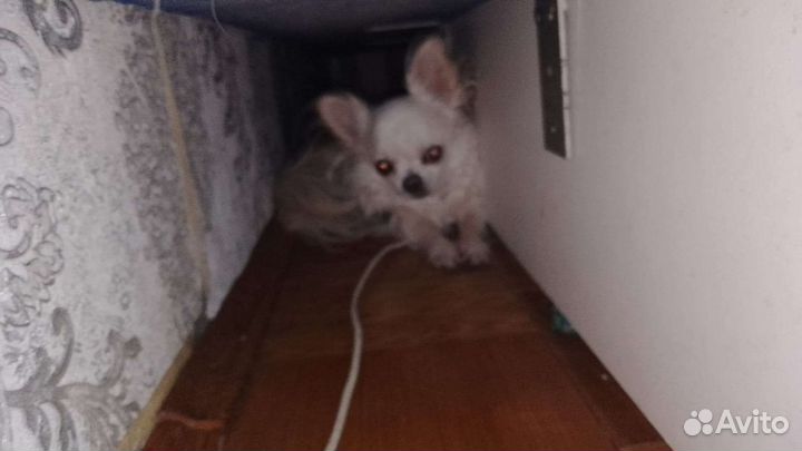 Собака в добрые руки Чихуахуа