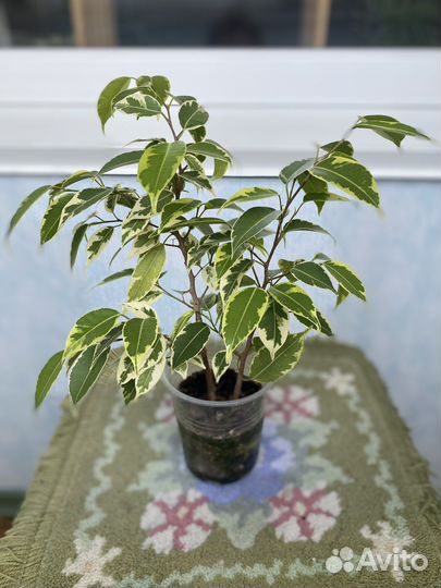 Фикус бенджамина