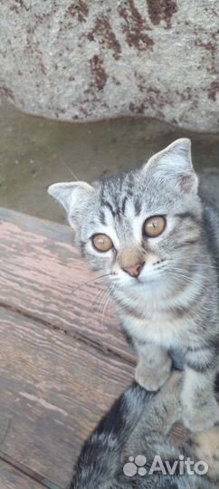 Котята отдам бесплатно