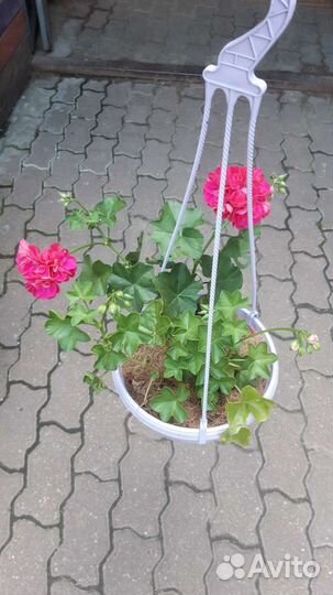 Герань пеларгония плющелистная