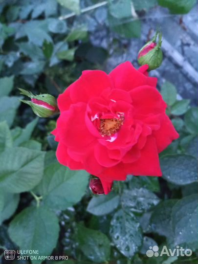 Роза бордовая зкс