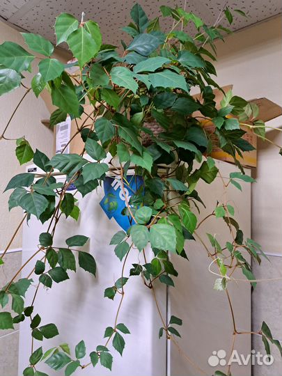 Циссус (березка)