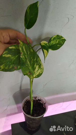 Сциндапсус эпипремнум