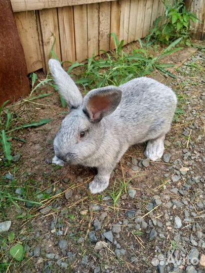 Бсс Кролики Самки