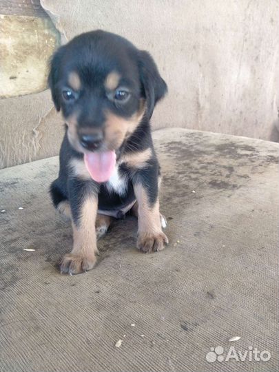 Щенки от небольшой собачки