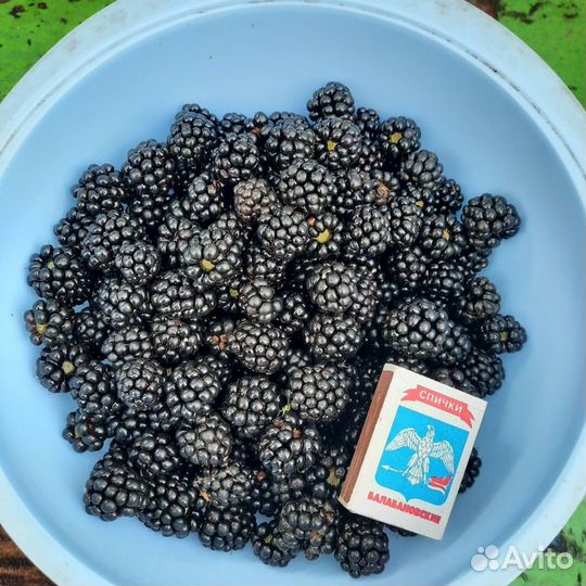 Саженцы ежевики и ежемалины