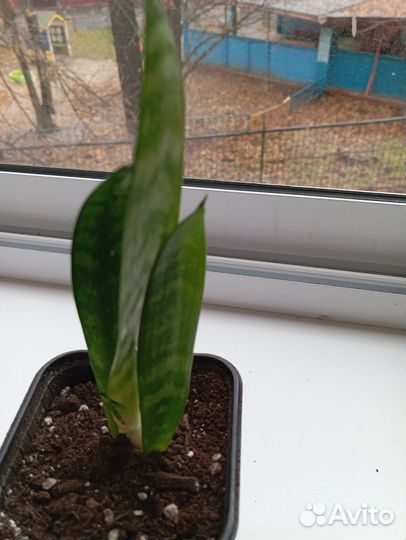 Сансевиерия