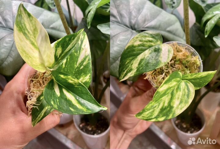 Сциндапсусы, эпипремнумы