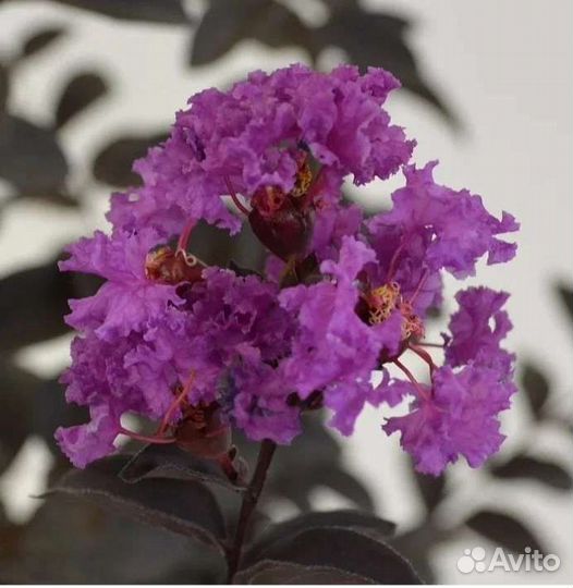 Экзоты продолжение