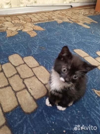 Кошки в добрые руки бесплатно