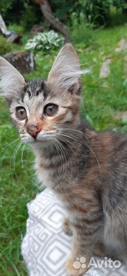 Котопад) Здравствуйте, я Люся ) Люсенька в дар