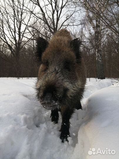 Дикий кабан