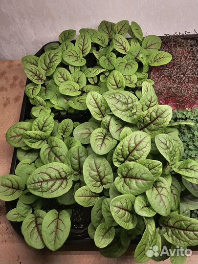 Микрозелень