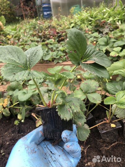 Клубника Елизавета