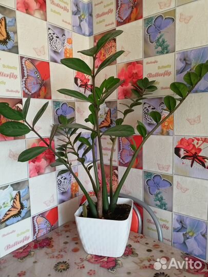 Замиокулькас