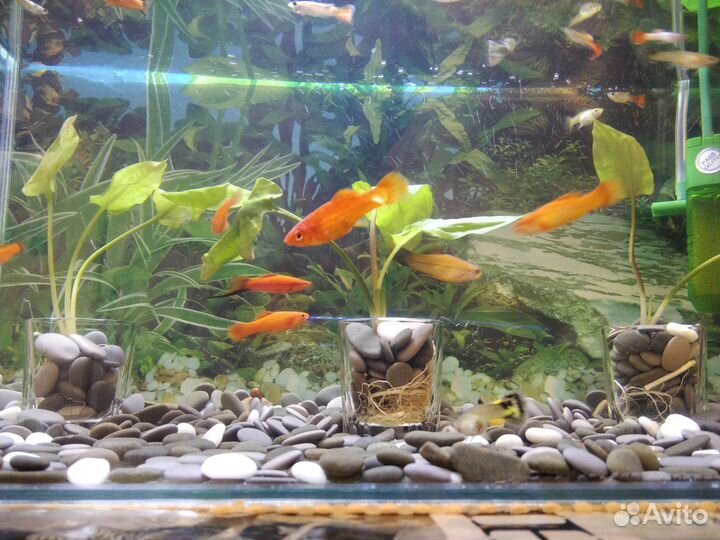 Аквариум 10л псевдоскаты Севилья