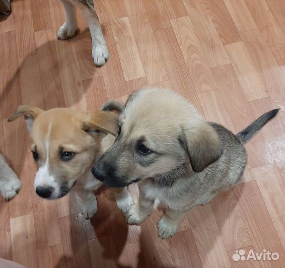 Щенок в добрые руки бесплатно