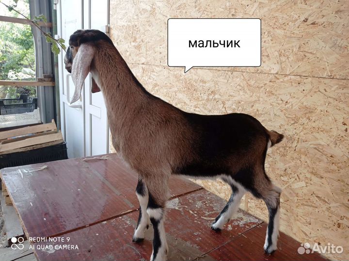 Козлята 100 нубийские