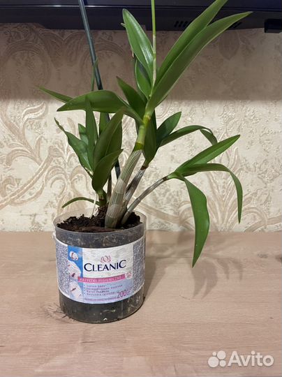 Гибискус, кротон, сингониум, суккуленты, орхидеи