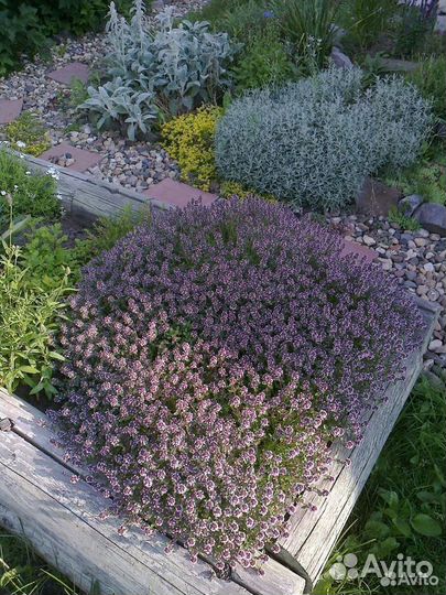 Тимьян и др травы, мискантус, можжевельник, кусты