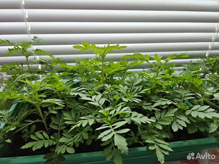 Рассада бархатцы