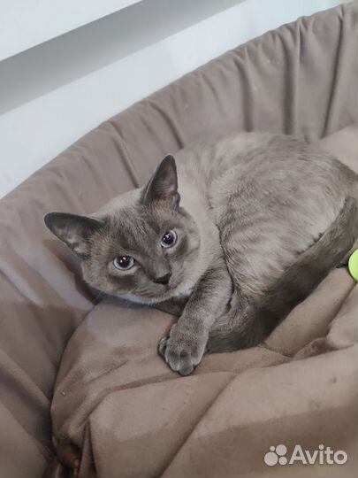 Сиамский кот