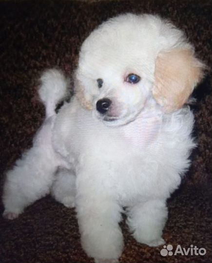 Той пудель малыши