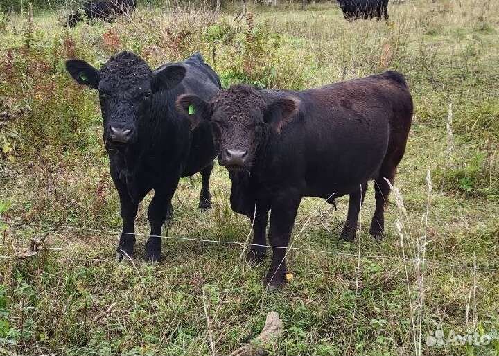 Бык /Нетель Галловей