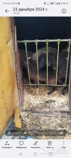 Овцематки с ягнятами