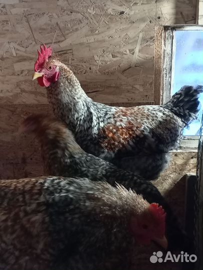 Куры петухи