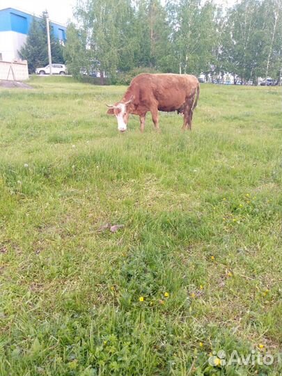 Корова дойная