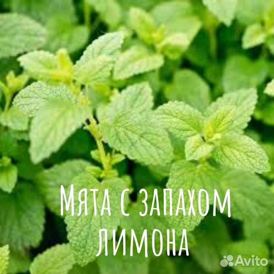 Растения для сада пряные ароматные мяты 20сортов