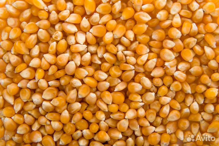 Продаем кукурузу целую, дробленую