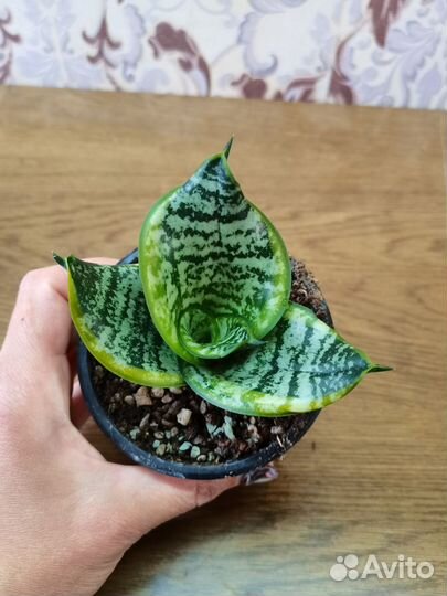 Комнатные растения