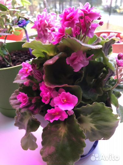 Фиалка сортовая детки