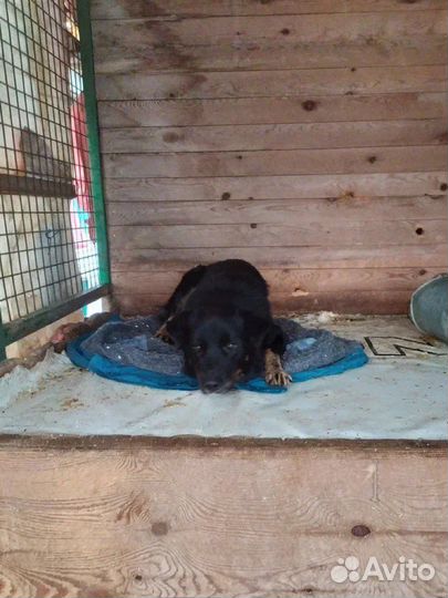 Добрый Микки из приюта ищет дом