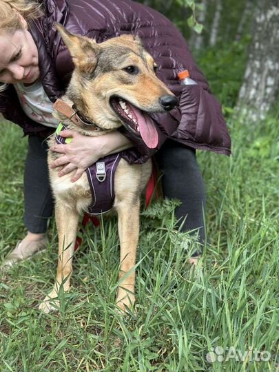Прекрасная Луна ждёт тебя в приюте
