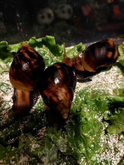 Улитки ахатины