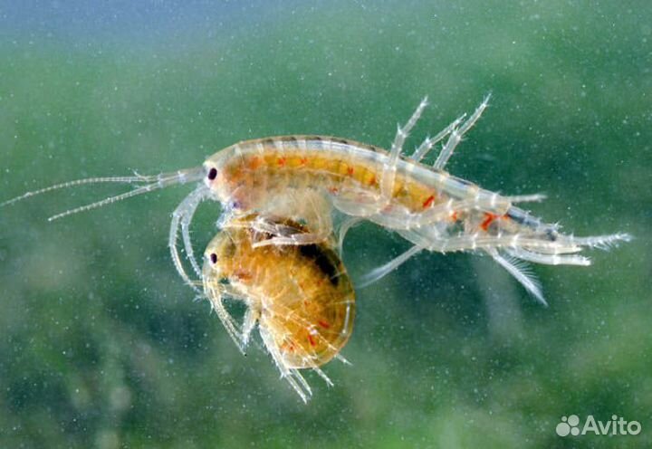 Гаммарус мексиканский (тропический) живой