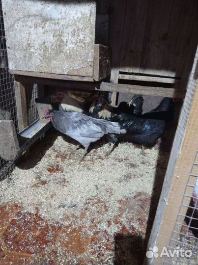 Петушки, гуси