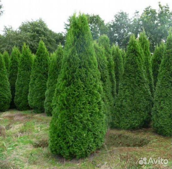 Туя смарагд