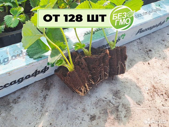 Рассада клубники. Элитные сорта оптом